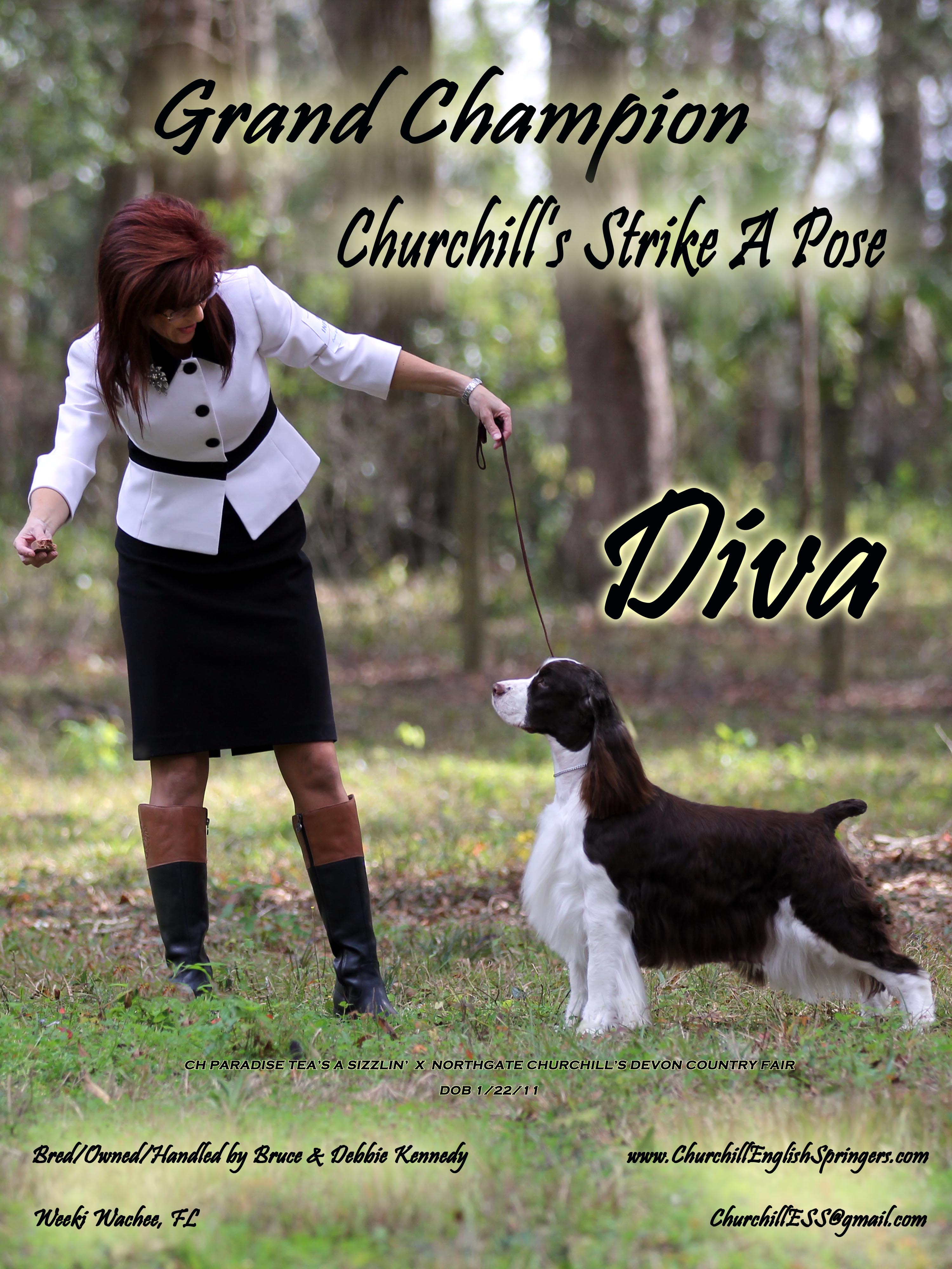 GCH Churchill's Strike A Pose (Diva)